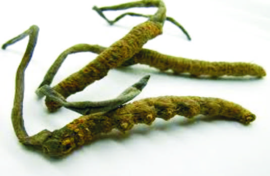 Kordyceps